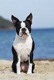 BOSTON TERRIER 334